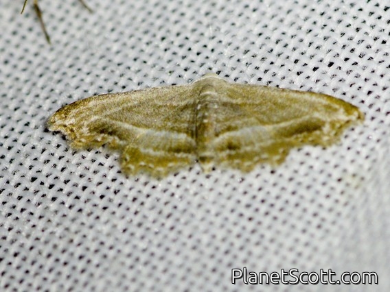 False Pug Moth (Sigela sp)