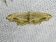 False Pug Moth (Sigela sp)