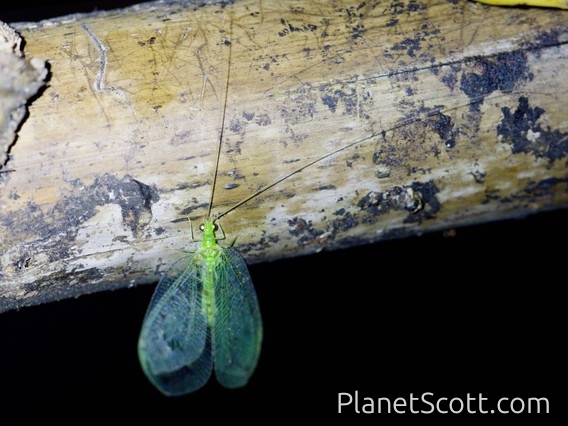 Green Lacewing (Chrysopinae sp)
