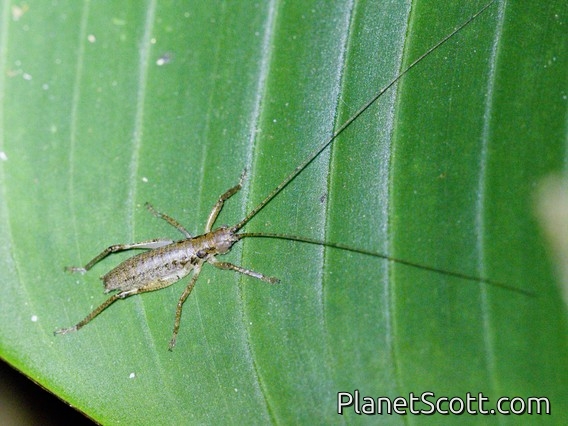 Tree Cricket (Oecanthidae sp)