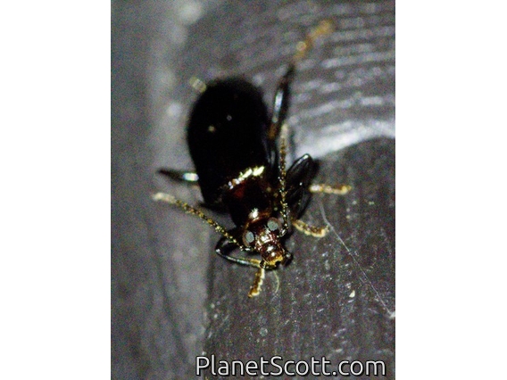 Leaf Beetle (Chrysomelidae sp)