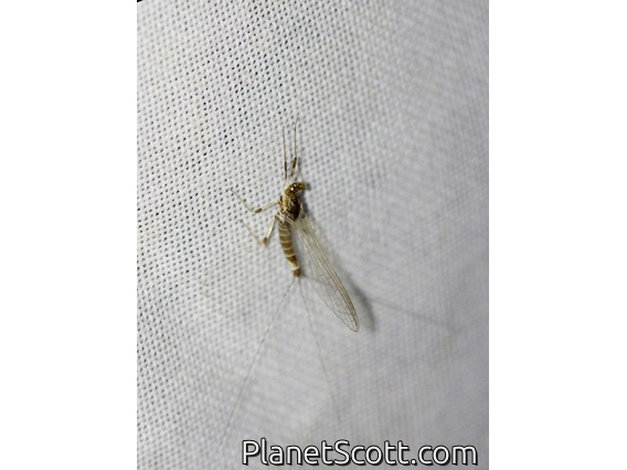 Mayfly (Leptophlebiidae sp)