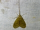 Net-spinning Caddisfly (Leptonema sp)