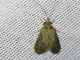 Net-spinning Caddisfly (Smicridea sp)