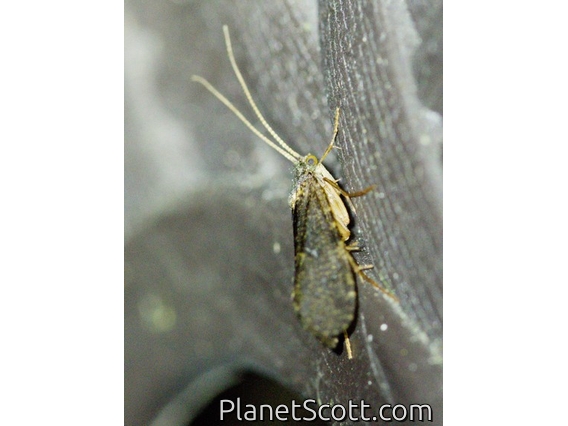 Free-living Caddisfly (Rhyacophila sp)