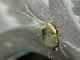 Free-living Caddisfly (Rhyacophila sp)