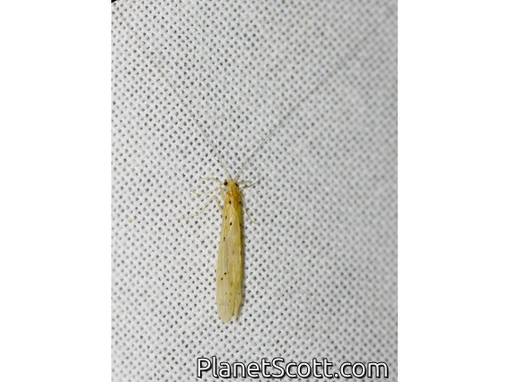 Long-horned Caddisfly (Nectopsyche sp)