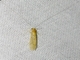 Long-horned Caddisfly (Nectopsyche sp)
