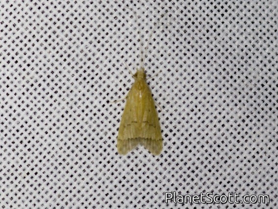 Net-spinning Caddisfly (Hydropsychidae sp)