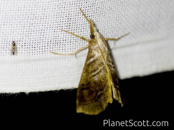 Crambid Snout Moth (Crambidae sp)