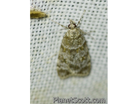 Moss-eating Snout Moth (Scoparia sp)