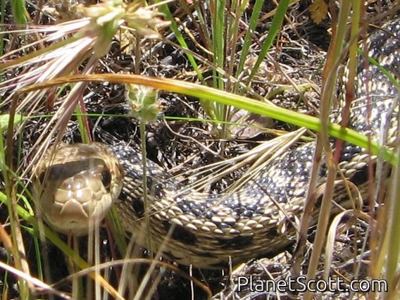 Gopher Snake (Pituophis catenifer)
