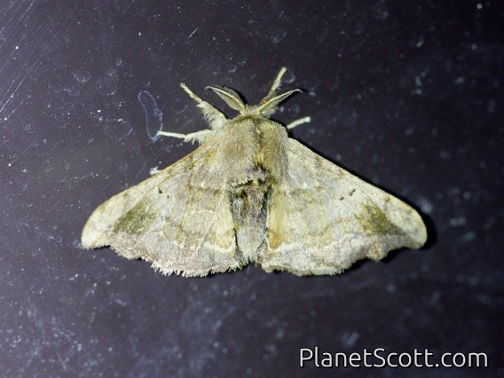 Silkworm Moth (Quentalia sp)