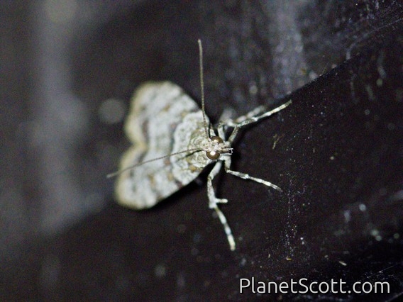 Moss-eating Snout Moth (Scoparia sp)