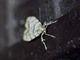 Moss-eating Snout Moth (Scoparia sp)