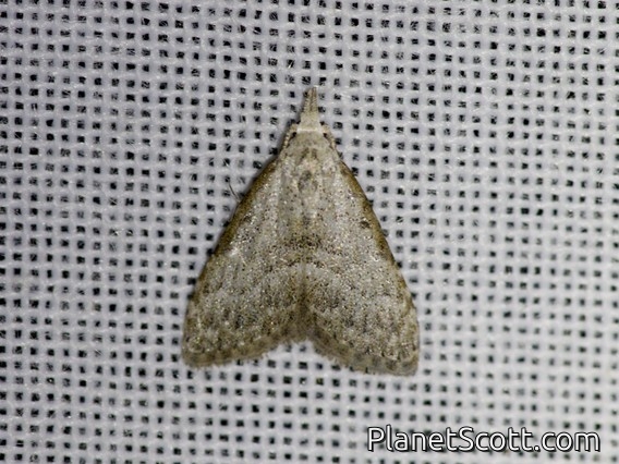 Tufted Moth (Nolini sp)