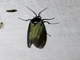 Lichen Moth (Gardinia sp)