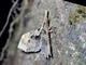 Litter Moth (Herminiinae sp)