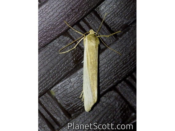 Lichen Moth (Lithosiini sp)