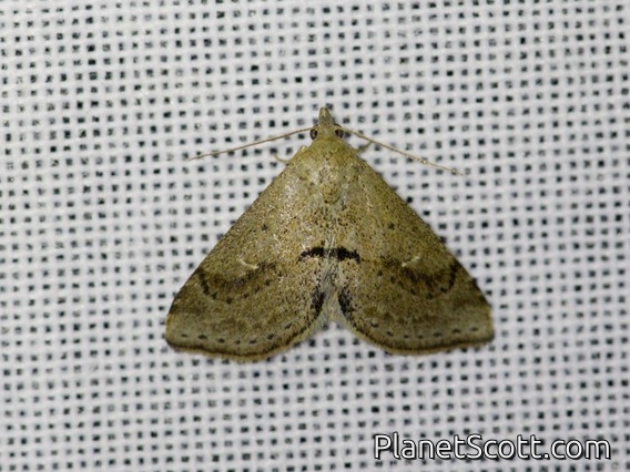 Erebid Moth (Erebidae sp)