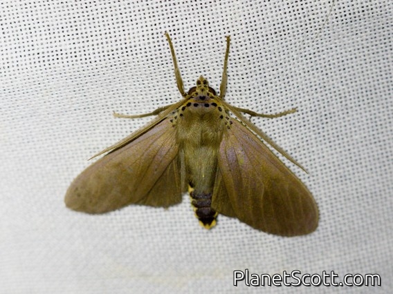 Tiger Moth (Pelochyta sp)