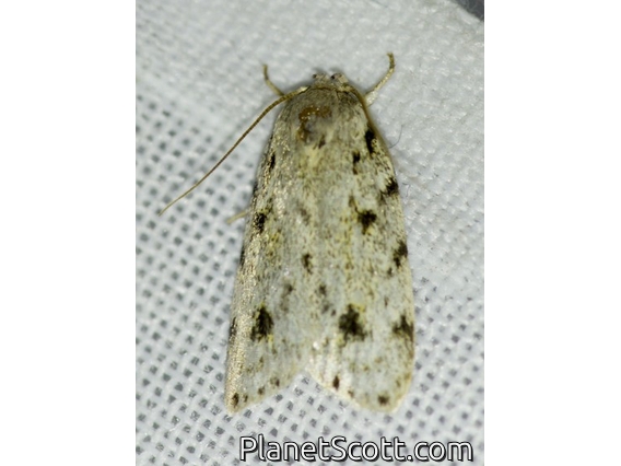 Cutworm Moth (Noctuidae sp)