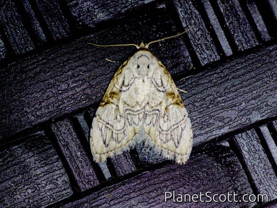 Tufted Moth (Meganola sp)