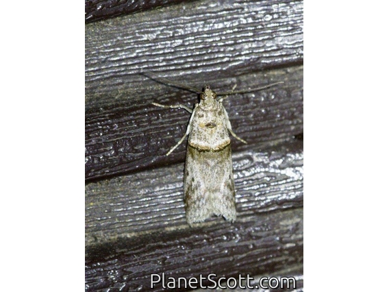 Knot-horn Moth (Phycitini sp)