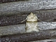 Image from 2026-05-07