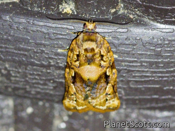 Tortricid Leafroller Moth (Archipini sp)