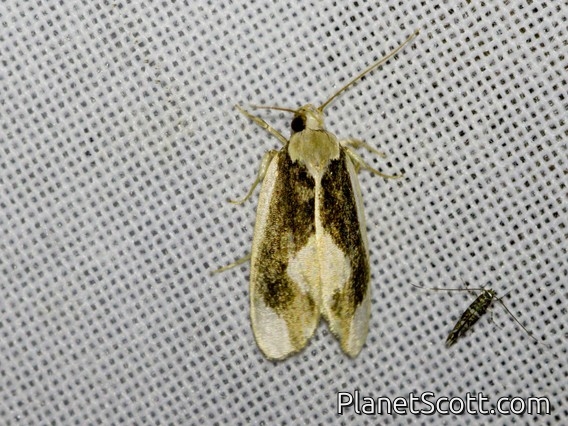 Tiger Moth (Arctiinae sp)