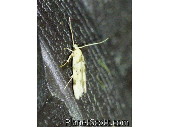 Pyralid Snout Moth (Pyralidae sp)