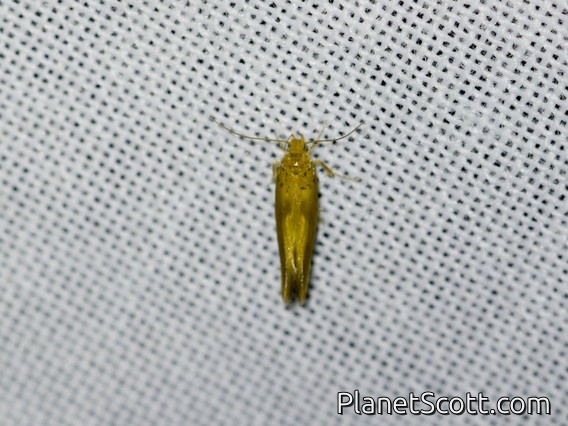 Tufted Moth (Nolidae sp)