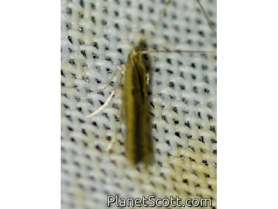 Tortricid Leafroller Moth (Tortricidae sp)