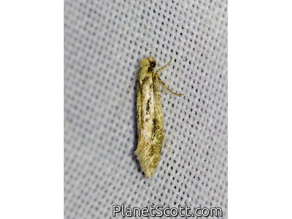 Fungus Moth (Tineidae sp)