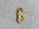 Fungus Moth (Tineidae sp)