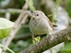 Dull-colored Grassquit (Asemospiza obscura)