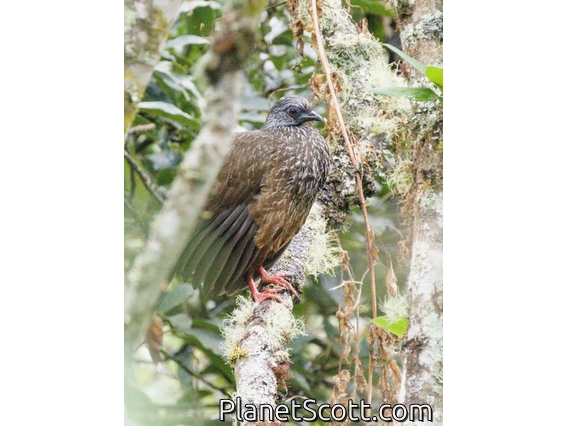 Andean Guan (Penelope montagnii)