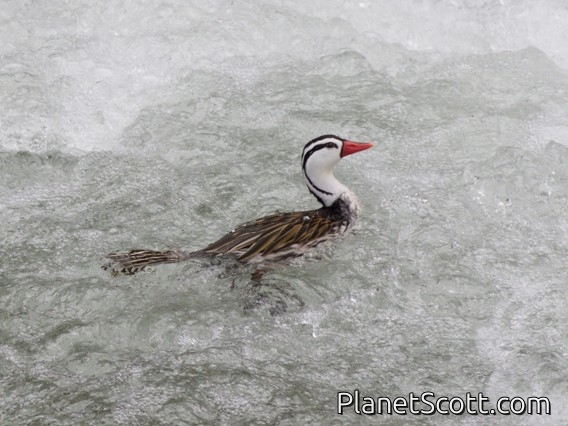 Torrent Duck (Merganetta armata)