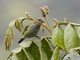 Silvery Tanager (Stilpnia viridicollis) - Female