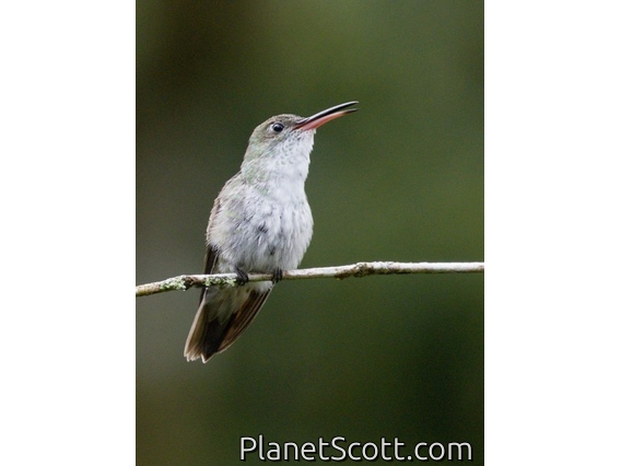 White-bellied Hummingbird (Elliotomyia chionogaster)