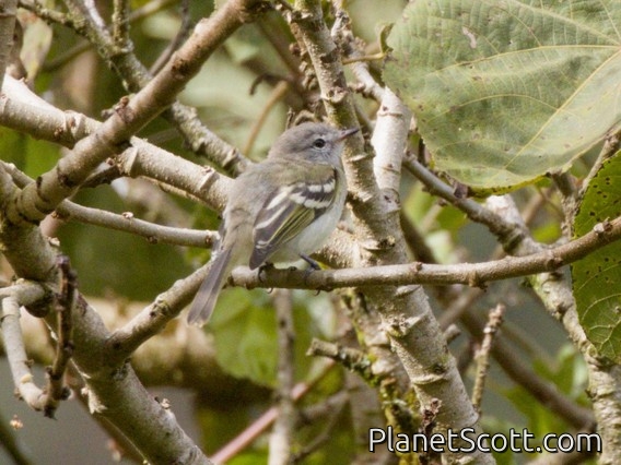 Sclater's Tyrannulet (Phyllomyias sclateri)