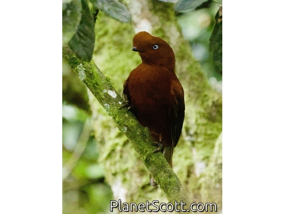 Andean Cock-of-the-rock (Rupicola peruvianus) - Female