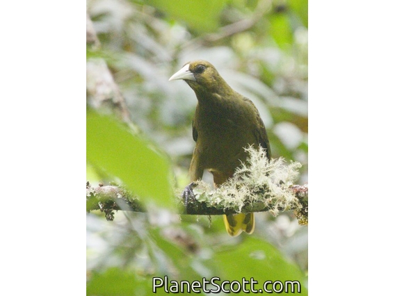 Dusky-green Oropendola (Psarocolius atrovirens)