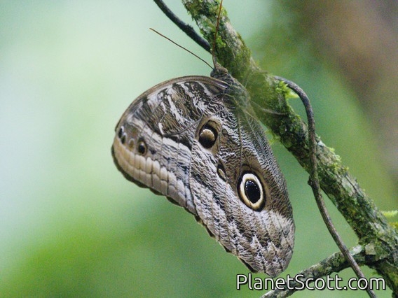 Owl Butterfly (Caligo sp)