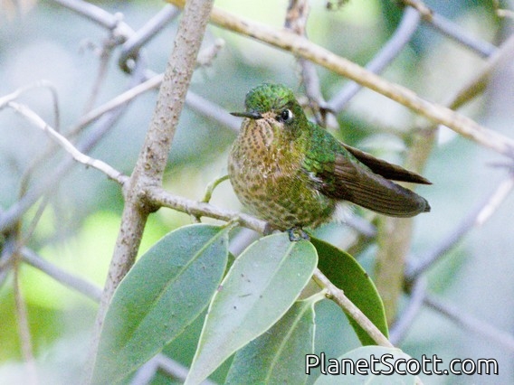 Tyrian Metaltail (Metallura tyrianthina)
