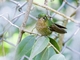 Tyrian Metaltail (Metallura tyrianthina)