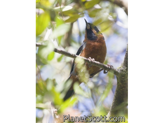 Black-throated Flowerpiercer (Diglossa brunneiventris)