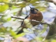Black-throated Flowerpiercer (Diglossa brunneiventris)
