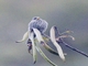 Plain-colored Seedeater (Catamenia inornata)